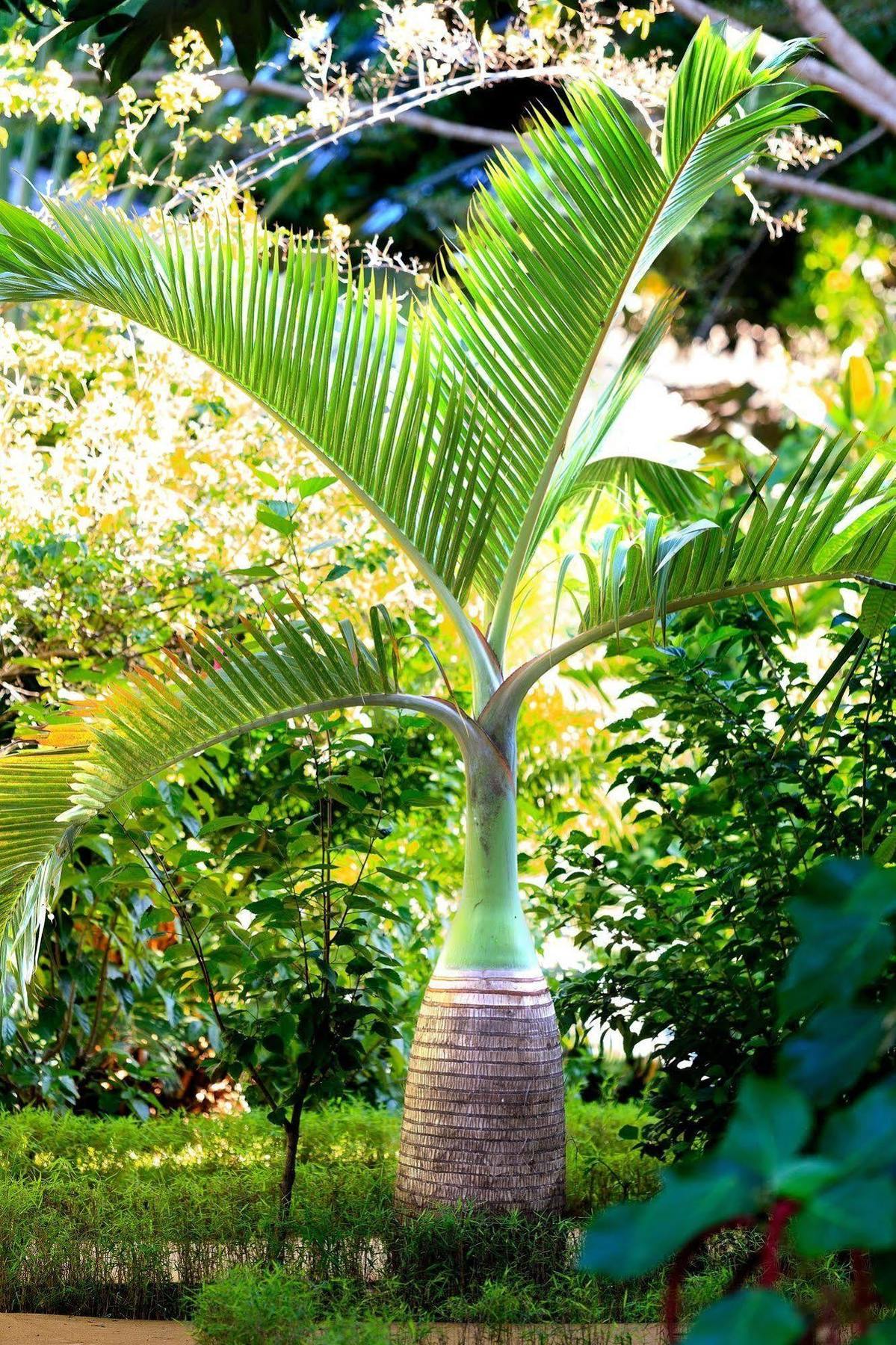 Nosy Be Hotel & Spa Ambaro Exterior photo